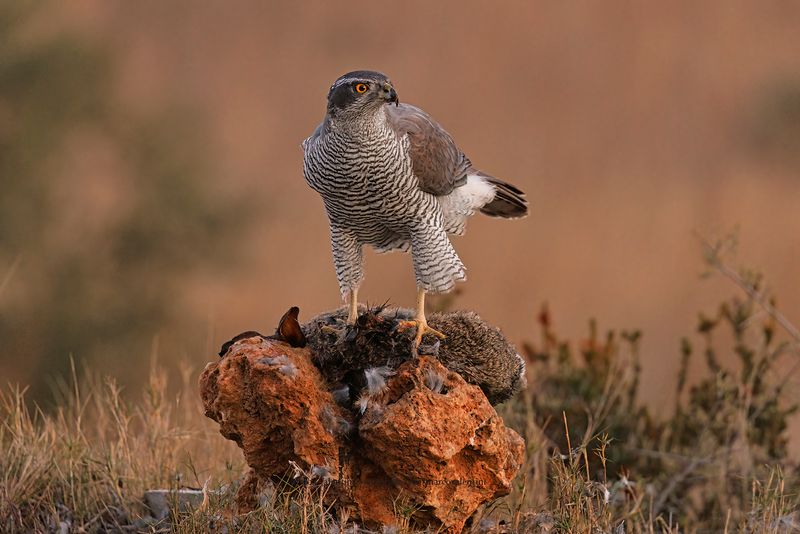 Northern Goshawk - Accipiter gentilis