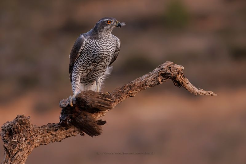 Northern Goshawk - Accipiter gentilis