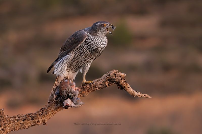 Northern Goshawk - Accipiter gentilis