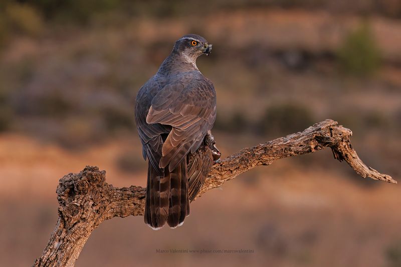 Northern Goshawk - Accipiter gentilis
