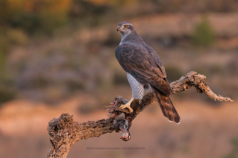 Northern Goshawk - Accipiter gentilis
