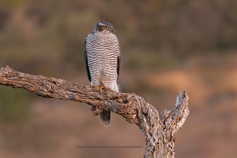 Northern Goshawk - Accipiter gentilis