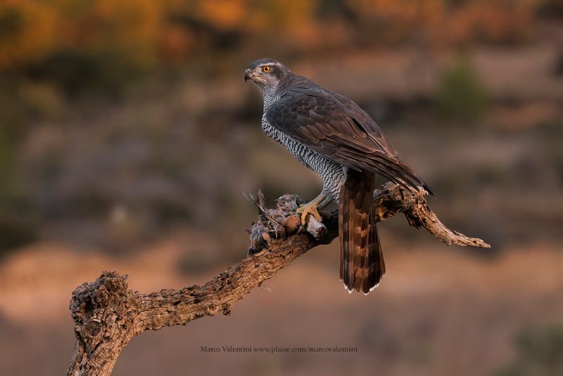 Northern Goshawk - Accipiter gentilis