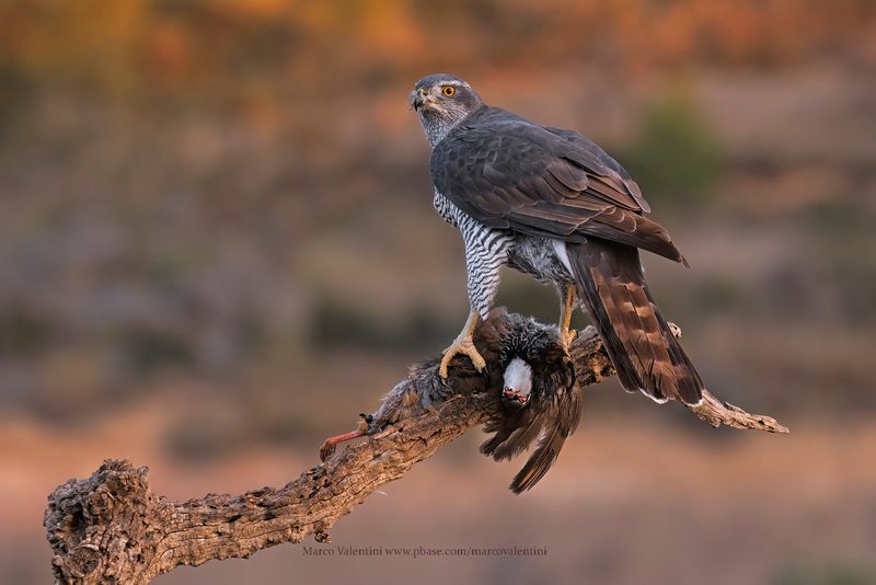 Northern Goshawk - Accipiter gentilis