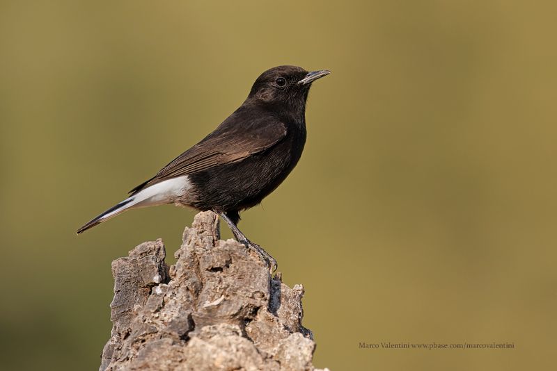 Black Wheatear - Oenanthe leucura