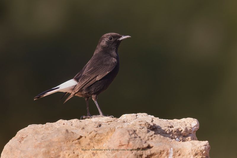 Black Wheatear - Oenanthe leucura