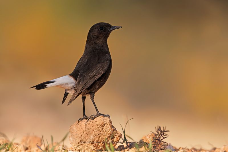Black Wheatear - Oenanthe leucura