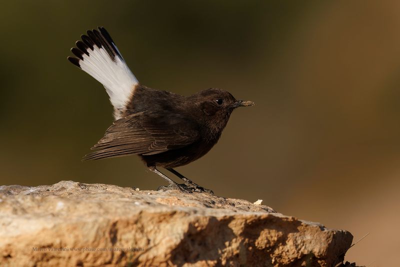 Black Wheatear - Oenanthe leucura