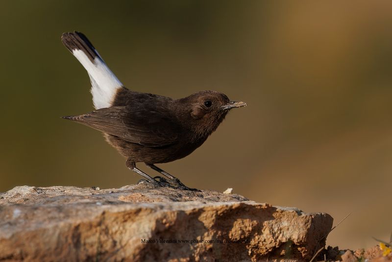 Black Wheatear - Oenanthe leucura