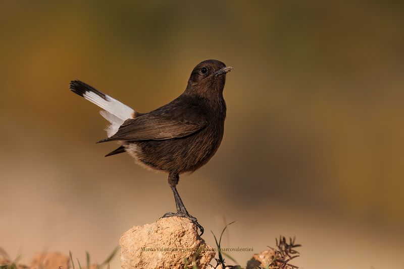 Black Wheatear - Oenanthe leucura