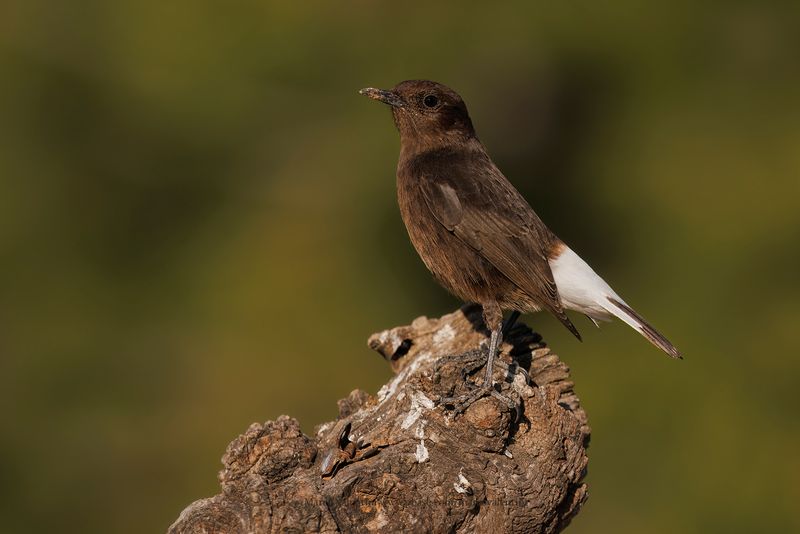 Black Wheatear - Oenanthe leucura