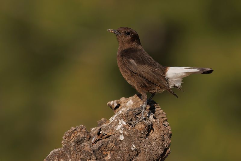 Black Wheatear - Oenanthe leucura