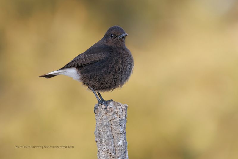 Black Wheatear - Oenanthe leucura