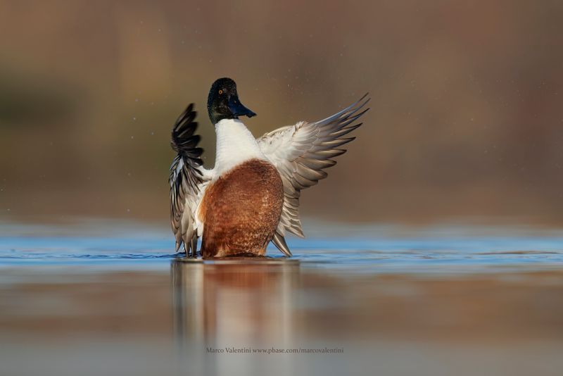 Shoveler - Anas clypeata