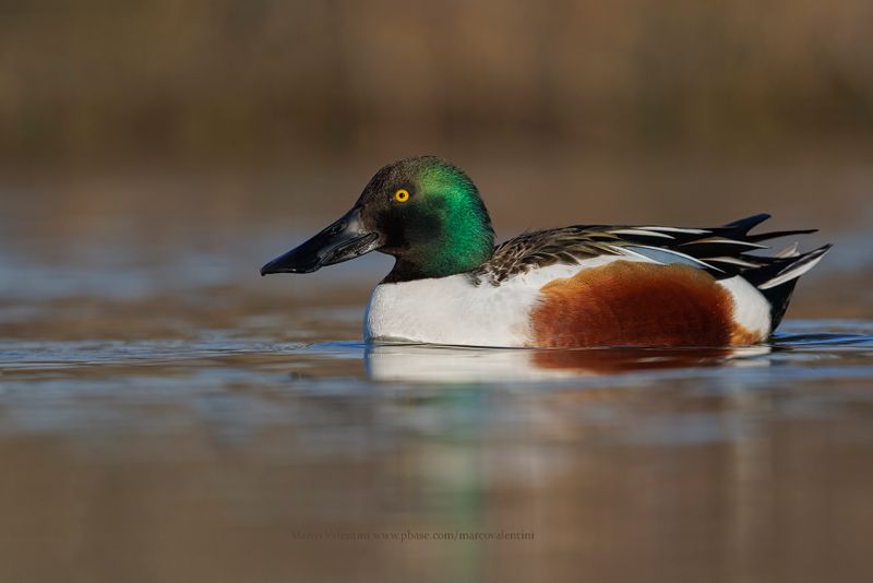 Shoveler - Anas clypeata