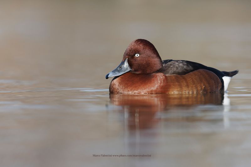 Ferruginous Duck - Aythya nyroca