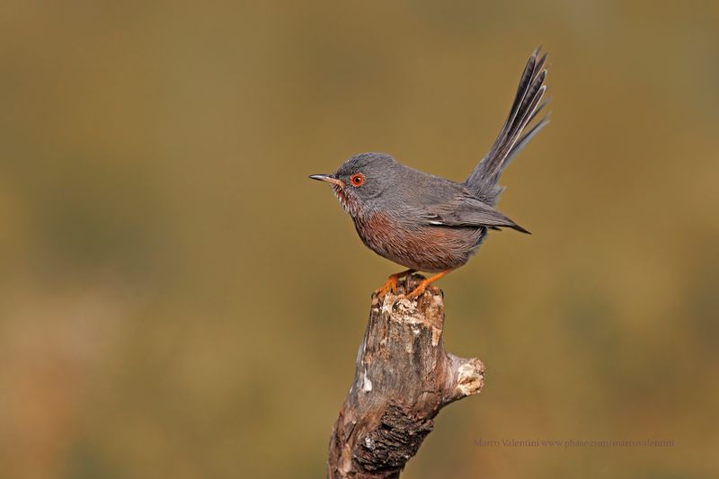 Dartford Warbler - Sylvia undata