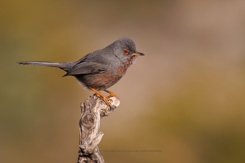 Dartford Warbler - Sylvia undata