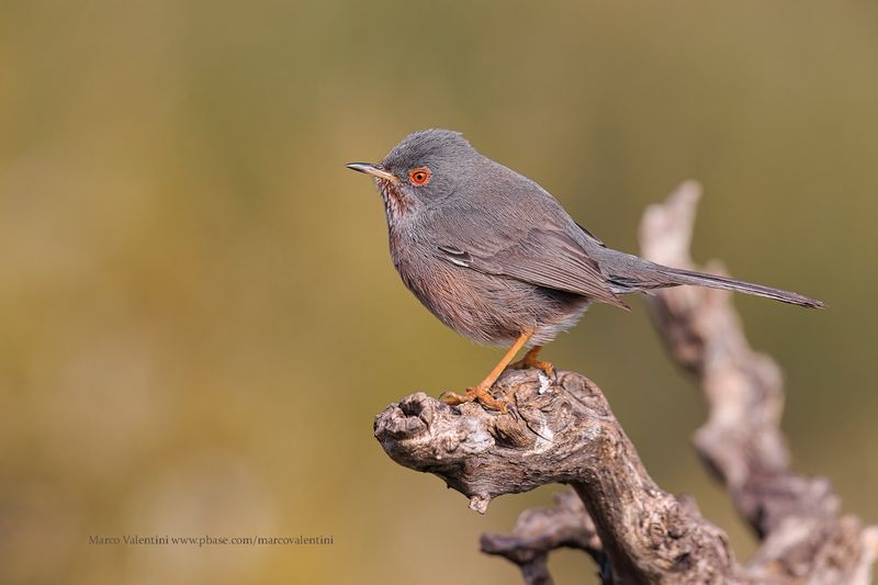 Dartford Warbler - Sylvia undata