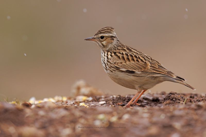 Woodlark - Lullula arborea