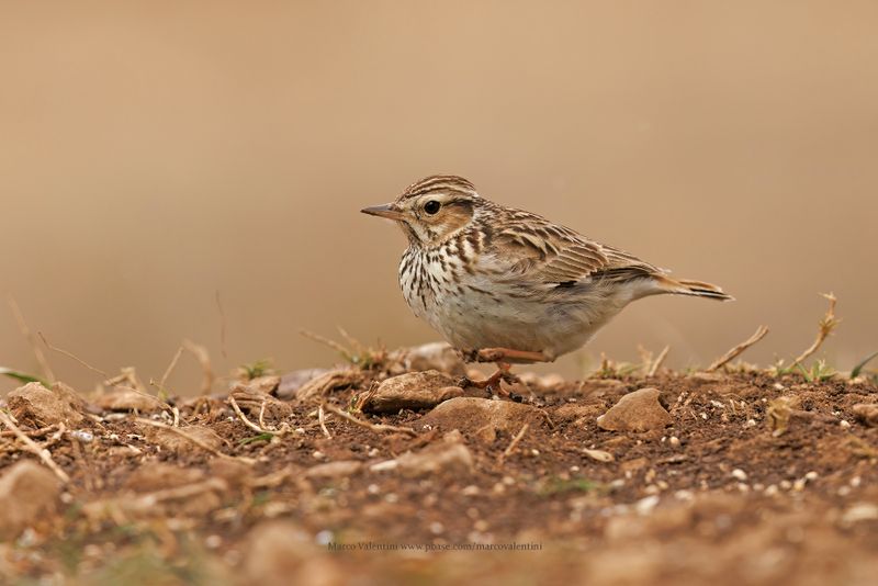 Woodlark - Lullula arborea
