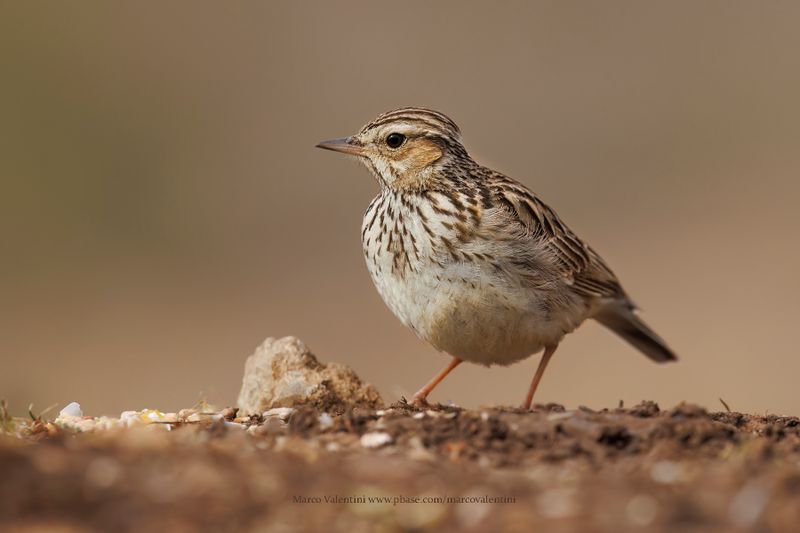 Woodlark - Lullula arborea