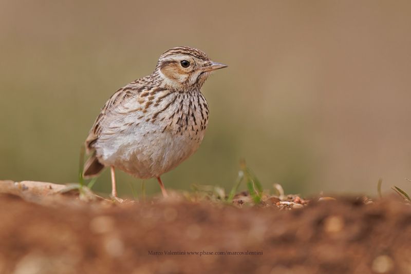Woodlark - Lullula arborea