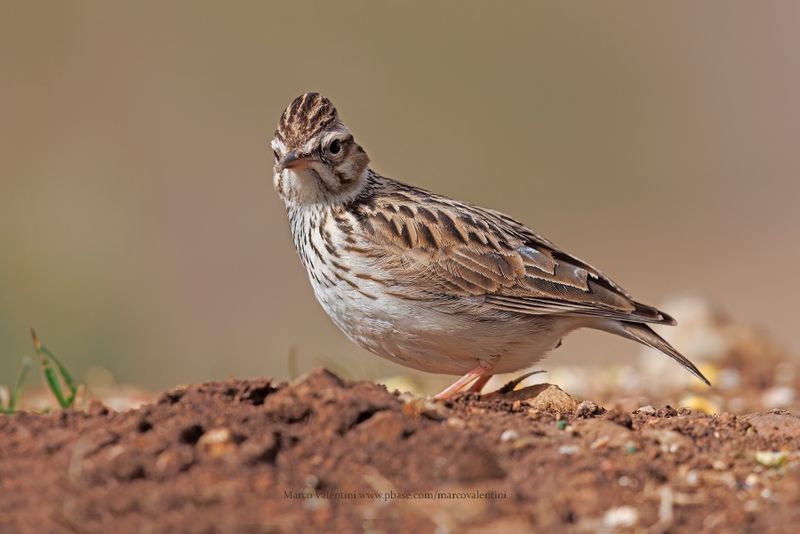 Woodlark - Lullula arborea
