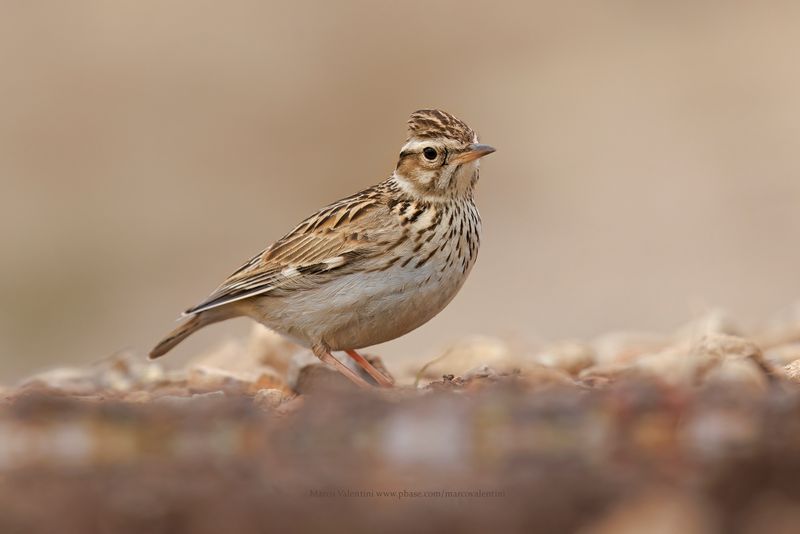 Woodlark - Lullula arborea