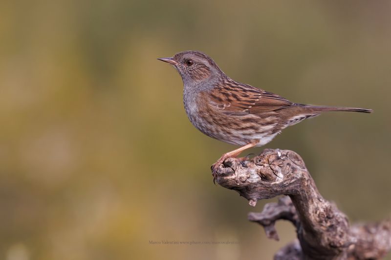 Dunnock - Prunella modularis
