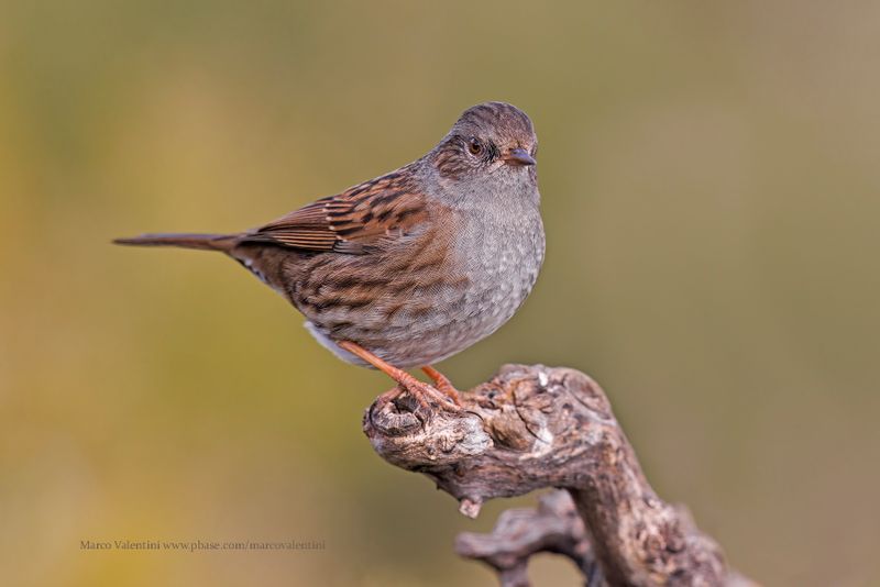 Dunnock - Prunella modularis