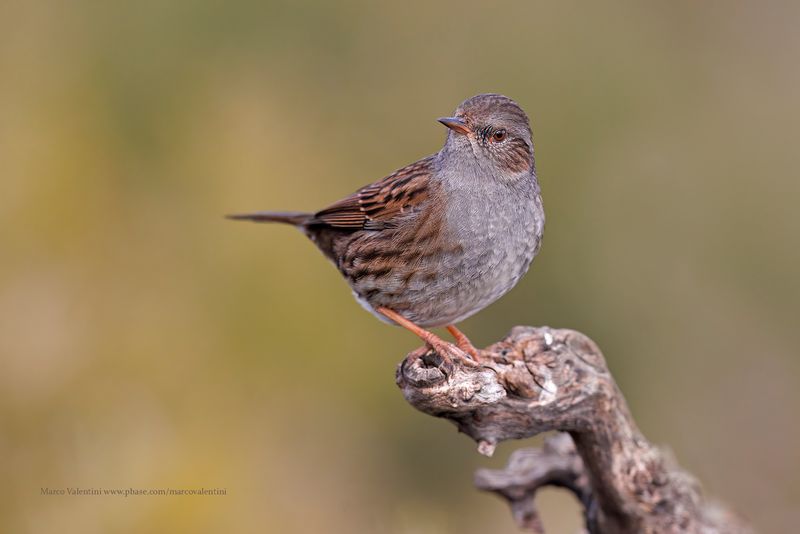 Dunnock - Prunella modularis