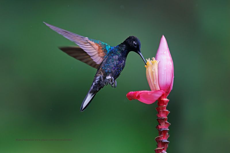 Velvet-purple Coronet - Boissonneaua jardini