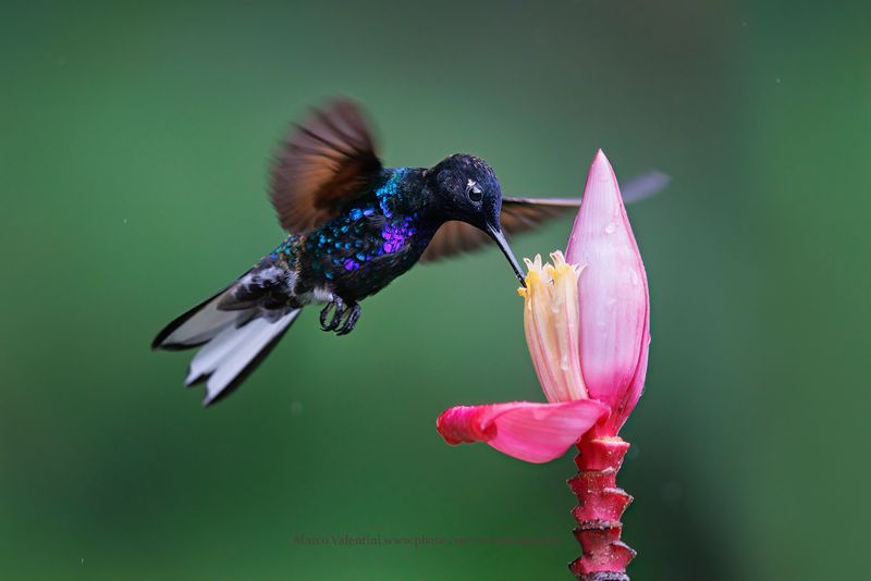 Velvet-purple Coronet - Boissonneaua jardini
