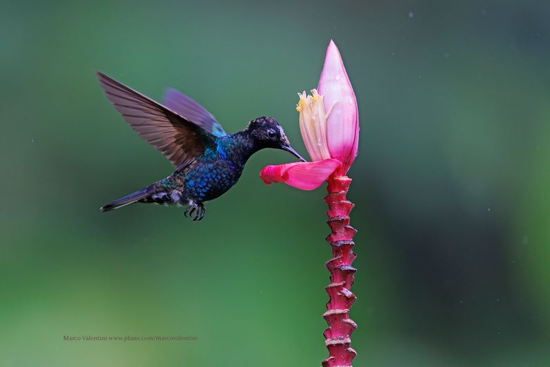 Velvet-purple Coronet - Boissonneaua jardini