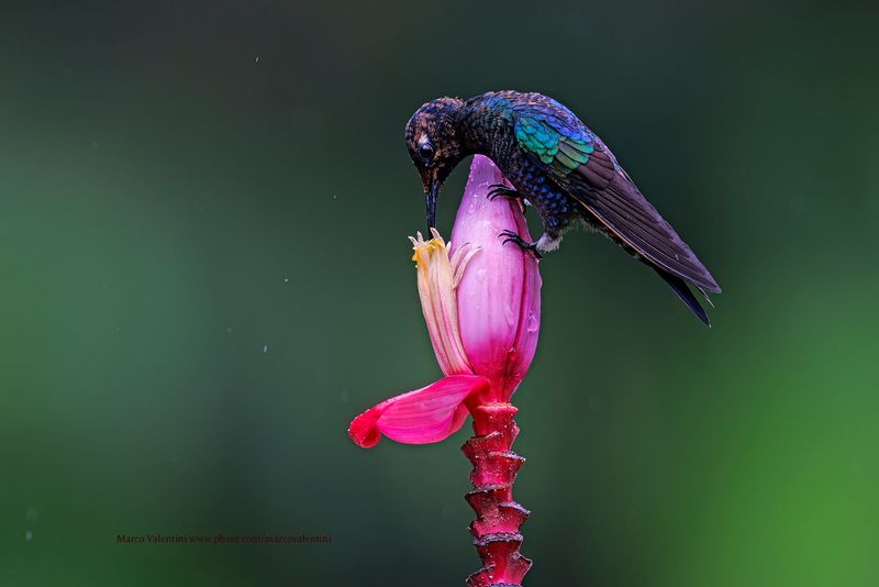 Velvet-purple Coronet - Boissonneaua jardini