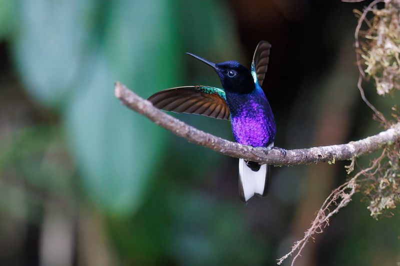 Velvet-purple Coronet - Boissonneaua jardini