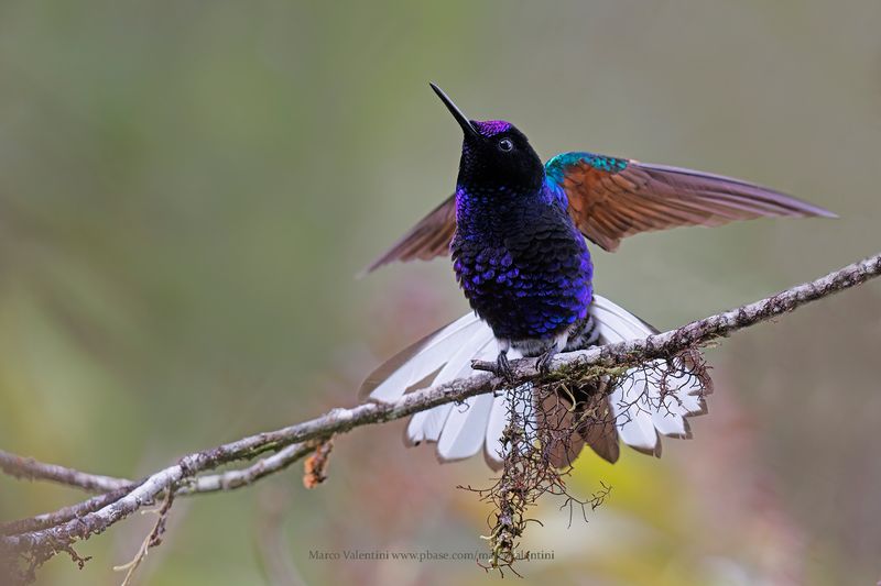 Velvet-purple Coronet - Boissonneaua jardini