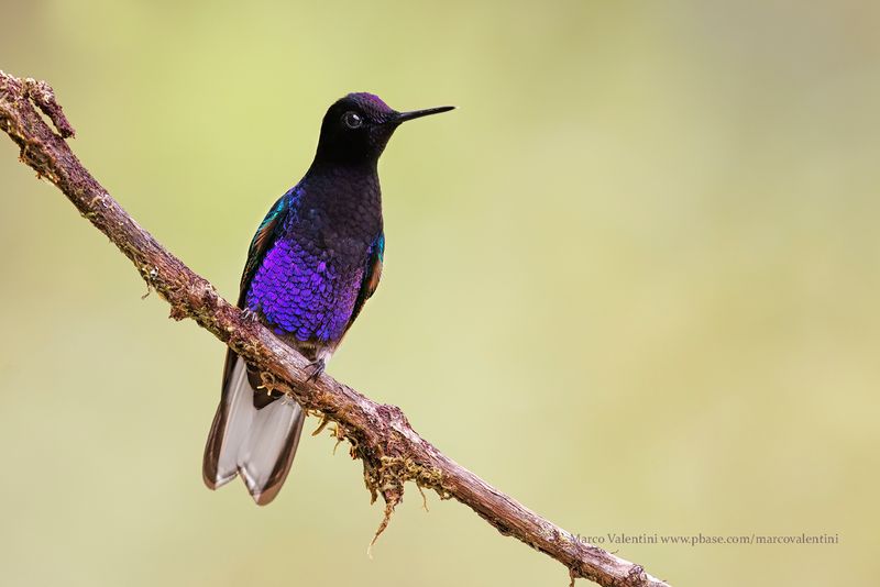 Velvet-purple Coronet - Boissonneaua jardini