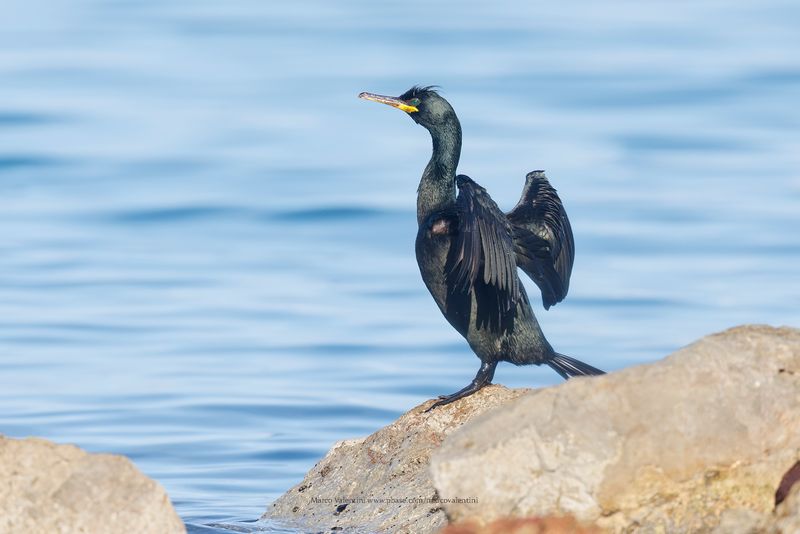 European Shag - Phalacrocorax aristotelis