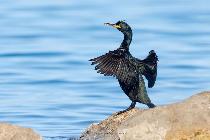 European Shag - Phalacrocorax aristotelis