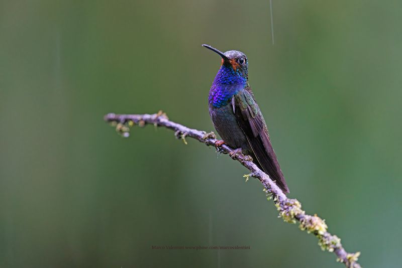 Rufous-gaped Hillstar - Urochroa bougueri