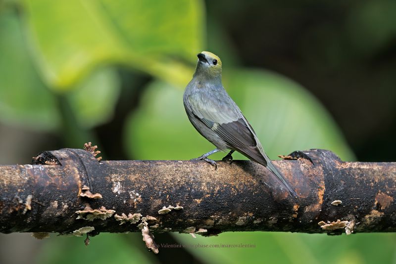 Palm Tanager - Thraupis palmarum