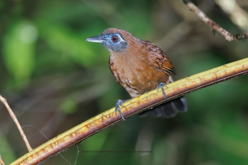 Zeledon Antbird - Hafferia zeledoni