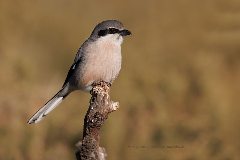 Southern Grey shrike - Lanius meridionalis