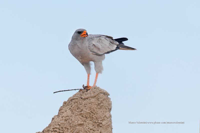 Pale Chanting Hawks - Melierax canorus