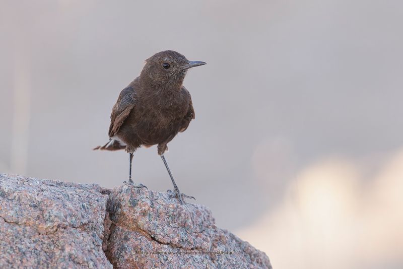 Mountain chat - Oenanthe monticola