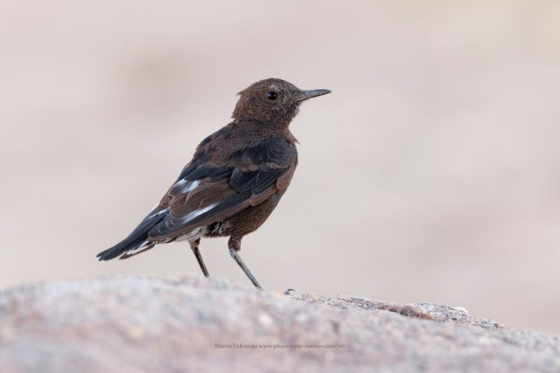 Mountain chat - Oenanthe monticola