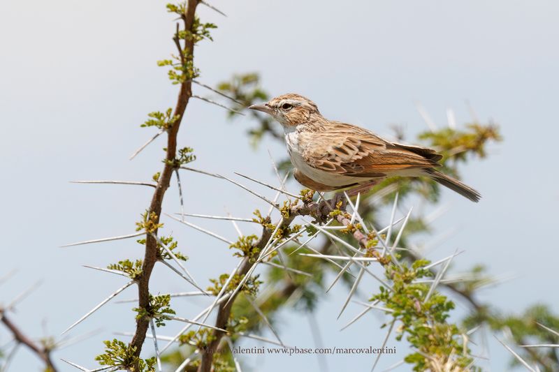 Fawn-coloured Lark - Calendulauda africanoides