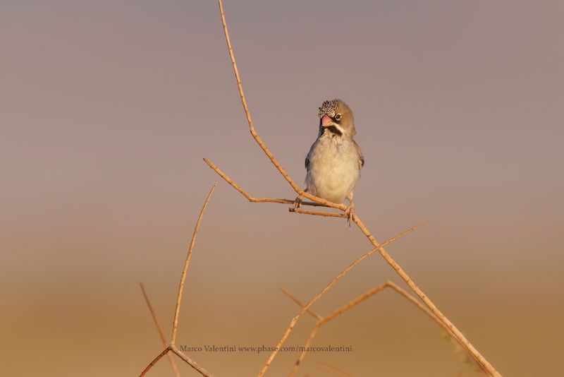 Scaly-feathered Weaver - Sporopipes squamifrons